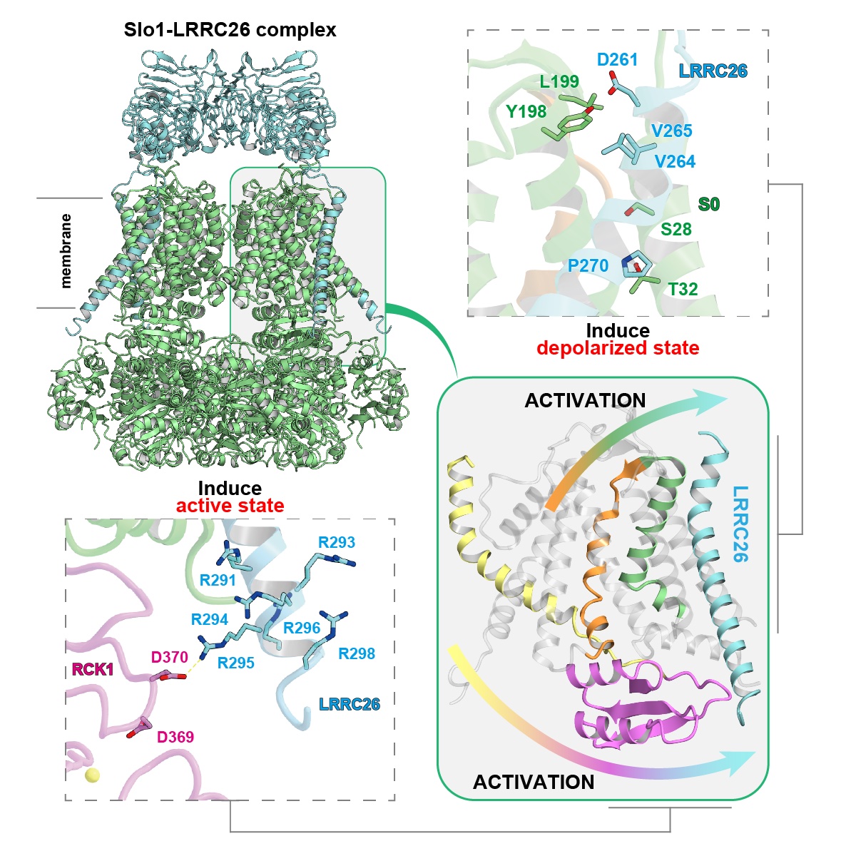 Regulating voltage-gated ion channels